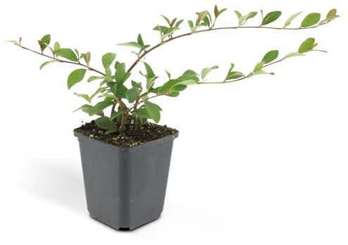 Bodendecker - Cotoneaster dammeri - Teppich-Zwergmispel - 9cm Topf - Set mit 12 Pflanzen