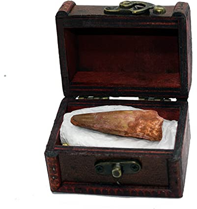 Jurassic Jacks Spinosaur Dinosaur Fossil in Gift Box