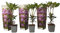 Plant in a Box - Rhododendrons Catawbiense Purple - Rhododendron Violet - Set of 3 - Pot 9cm - Hauteur 25-40cm