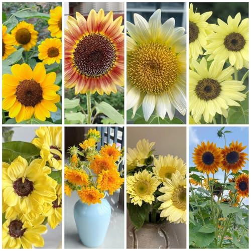 80 piezas semillas de flor de girasol - cobertura del suelo, perenne resistente, semillas de girasol perennes, semillas de flores aptas para las prado de flores silvestres semillas