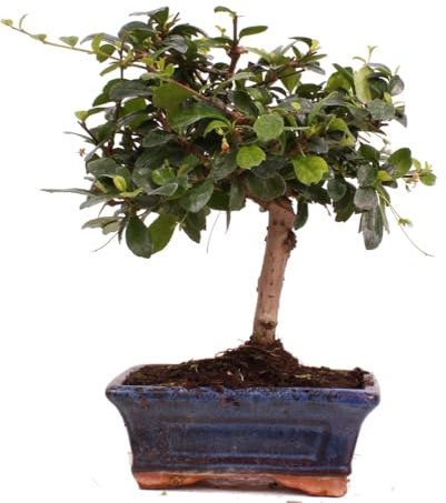 Bonsai - Carmona microphylla, Fukientee 223/02