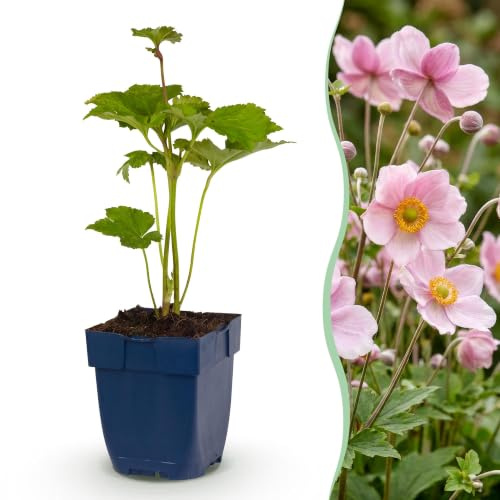 Green boutiQ - Stauden - Anemone hybr. Kön. Charlotte - Herbst-Anemone - Schatten - Rosa - 3 Pflanzen - Topf 11cm - Höhe 15-25cm