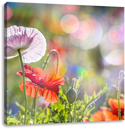 Pixxprint Kalifornischer Mohn im Frühling, Größe: 40x40, Leinwandbild Quadratisch, Wandbild, Kunstdruck, fertig bespannt