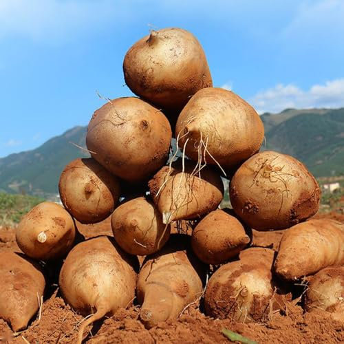 250 pcs yacon samen bio - Smallanthus sonchifolius - hochbeet balkon, sukkulenten winterhart yacon pflanze kaufen geschenke für gartenfreunde, pflanzen garten zimmerpflanzen, winterharte