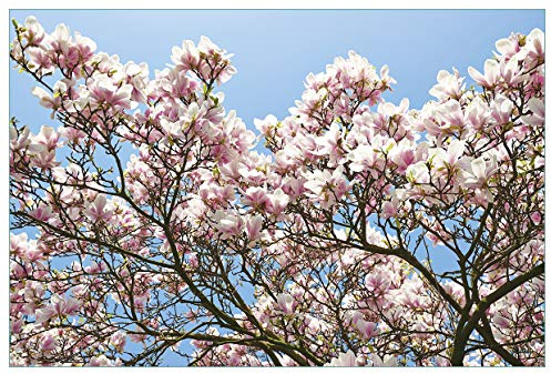 Wallario Küchenrückwand selbstklebend 90 x 60 cm, Motiv: Schöne rosa Magnolien-Blüten vor blauem Himmel | Spritzschutz abwischbar & pflegeleicht