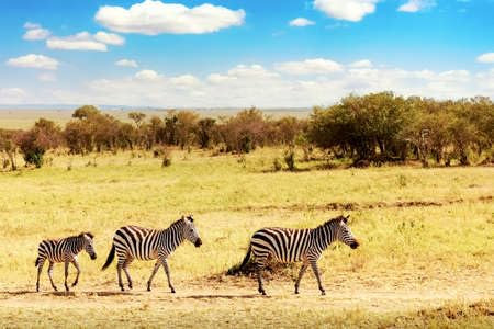 Acryl-Bild 60 x 40 cm: Afrikanische Landschaft. Zebra in der afrikanischen Savanne im Masai Mara Nationalpark. Kenia, Afrika (150317218)