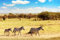 Acryl-Bild 60 x 40 cm: Afrikanische Landschaft. Zebra in der afrikanischen Savanne im Masai Mara Nationalpark. Kenia, Afrika (150317218)