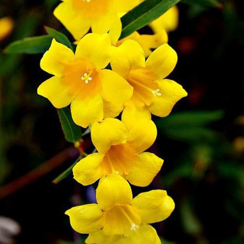 100pcs Fresh Yellow Jasmine Flower Seeds