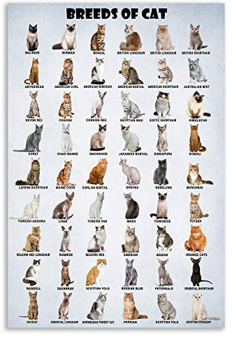 HLLNWB Poster Rassen der Katze, Motiv: Katzen der Welt, lustiges Poster für Katzenliebhaber (ungerahmt, 40,6 x 61 cm)