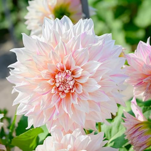 Dahlie Café au Lait Twist | 1 Stück | Knolle | Lila | Weiß | 100% Blütegarantie | QFB Gardening