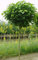 Kugel-Trompetenbaum, Catalpa bignonioides Nana, Höhe: 250 cm, Stammhöhe: 180 cm + Dünger