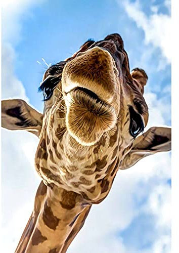 YMXCNM 1000 Teile Puzzle Für Erwachsene, 2000 Teile Wunder Puzzle, Unmöglich Holztier Puzzle Prime, Giraffenkopf Poster DIY Eltern-Kind Spaß Puzzle Spiele, Für Mystery Intelligenz Bi