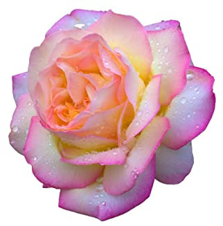 Hybrid Tea Rose Plant, 'Peace', 1 x Full Plant in 5 Litre Pot, Rose Plants, Roses, Garden Ready, Ready to Plant, Premium Quality Rose