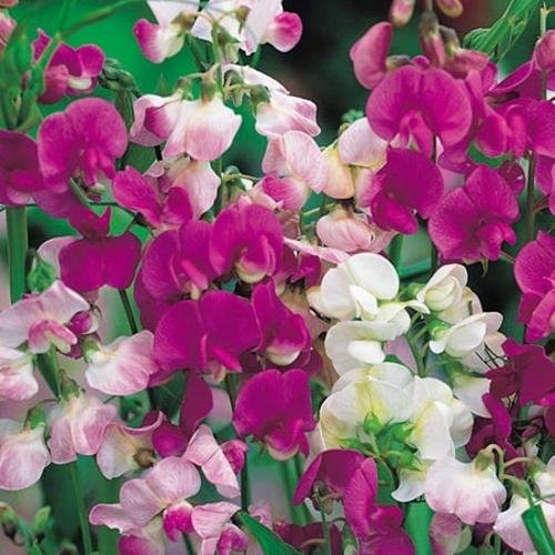 Perennial Sweet Pea Plant,ONE Plant PER Order. Bush, NOT Seeds,Everlasting Sweet Pea, Cut Flowers, bee freindly