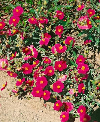 Helianthemum x cult. 'Supreme' ca. 9x9 cm Topf - Sonnenröschen, leuchtend gelbe Blüten, Blütezeit Mai-August, ideal für Steingärten, pflegeleicht und trockenheitsresistent