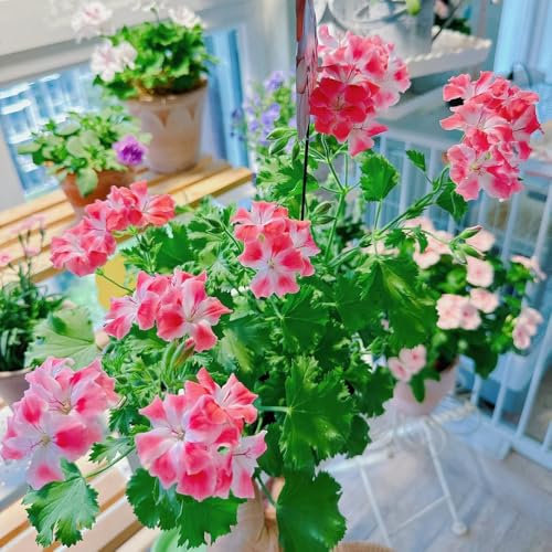 pelargonium geranien samen hängend, seltene pflanzen, wohnzimmer deko wiesensaatgut, steingartenpflanzen winterhart kletterpflanzen winterhart, bio saatgut blumenwiese samen 35pcs