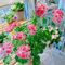 pelargonium geranien samen hängend, seltene pflanzen, wohnzimmer deko wiesensaatgut, steingartenpflanzen winterhart kletterpflanzen winterhart, bio saatgut blumenwiese samen 35pcs