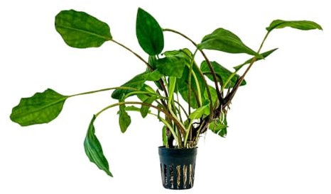 AquaOne Aquarium Pflanze Lagenandra sp Green I Wasserpflanze Aquariumpflanze Mittelgrund Vordergrund voll durchwurzelt Aquascaping Dekoration