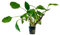 AquaOne Aquarium Pflanze Lagenandra sp Green I Wasserpflanze Aquariumpflanze Mittelgrund Vordergrund voll durchwurzelt Aquascaping Dekoration