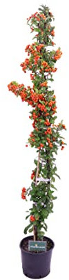 Pianta di Pyracantha Bacche Arancioni o Agazzino pianta rampicante da esterno pianta ornamentale vera venduta da eGarden.store