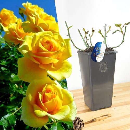 Hardy and Mature Yellow Shrub Rose 'Sunshine Lady' in 2L Pot: Fragrant Blooms, Perfect for Hedging, Trellises, and Garden Walkways