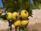 Apple Malus mini mela Azzeruolo GIALLO 10 semi freschi
