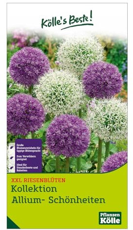 XXL Allium Mischung 'Riesenlauch Schönheiten', weiß, lila, 7 Blumenzwiebeln