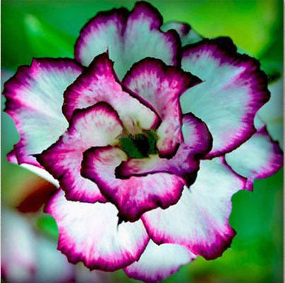 2PC Got Desert. 100% real Desert Rose Seed Pot Seed Air Purification, Ornamental Garden Family, Bonsai Terrace Rare Flow, 12 : Seeds Only
