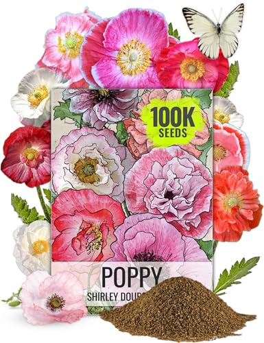 Seed Needs Shirley Mixed Poppy Seeds for Planting Double Mixture | 100,000+ Heirloom Seeds Papaver Rhoeas Open Pollinated | Bulk Package Double Mixture Blend Annual Flowering Seed