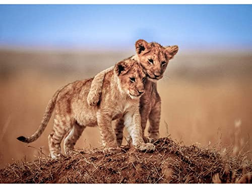 BRICOFLOR Löwen Bild auf Leinwand | Keilrahmen Bild mit Baby Löwen ideal für Kinderzimmer und Wohnzimmer | Tier Wandbild im Querformat