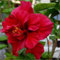 90 graines de fleurs d'hibiscus doubles