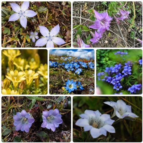 Enzian Pflanze Samen, balkonpflanzen winterhart Gentiana Scabra, alpen enzian samen gartendeko für draußen steingartenpflanzen winterhart stauden winterhart mehrjährig bodendecker 100pcs