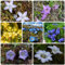 Enzian Pflanze Samen, balkonpflanzen winterhart Gentiana Scabra, alpen enzian samen gartendeko für draußen steingartenpflanzen winterhart stauden winterhart mehrjährig bodendecker 100pcs