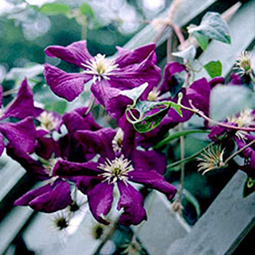 Clematis 'Etoile Violette' - Waldrebe 50-60 cm Pflanzcontainer