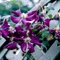 Clematis 'Etoile Violette' - Waldrebe 50-60 cm Pflanzcontainer