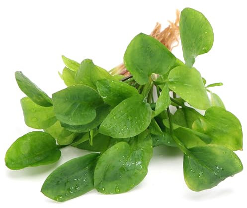 K2AQUA Ranalisma Rostratum Live Aquarium Plant Compact Grass-Like Bright Green Leaves Easy Care Low to Medium Light Foreground Freshwater Tank Natural Decoration Carpeting Plant