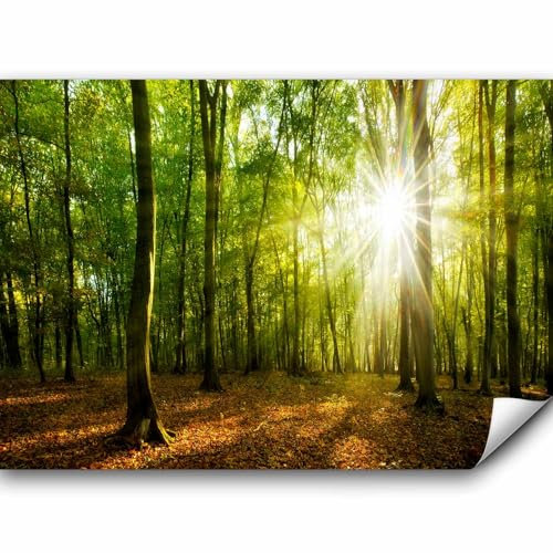 murando - Papier peint panoramique paysage 350x256 cm - Revêtement mural décoration salon - Design moderne - Des arbres photographie paysage forêt nature soleil c-B-0663-a-a