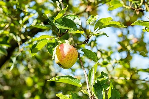 Terrassenobst Zwergobst 40 cm Stammhöhe - kompakte Obstbäume, ideal für Terrassen und Balkone, pflegeleicht, ertragreich
