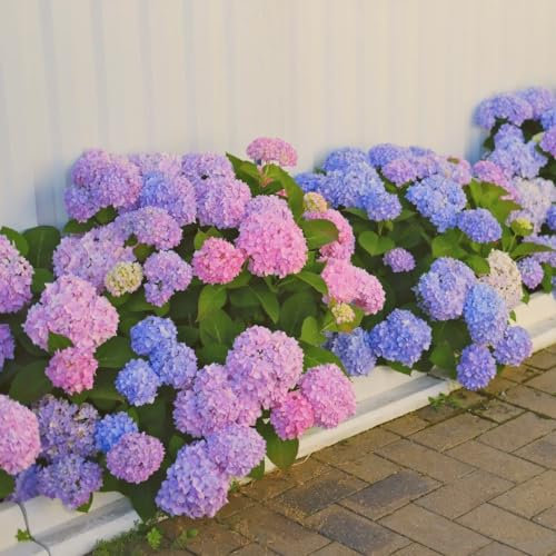 150 pz semi di ortensia resistenti, Semi di fiori regalo per gli ospiti, piante in vaso vere (Ortensia macrophylla) piante rampicanti, rustiche, a crescita rapida fiori, regali sostenibili