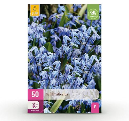 Blumenzwiebeln - Scilla Siberica - Violett - 50 Pflanzen - Zwiebelgröße 7/8 - Gartenpflanze - Multideal