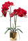 CXGS Künstliche Orchidee, Real Touch-Qualität, Kunstorchideen in Keramikvase, 50 cm, künstliche Phalaenopsis-Blumen, Kunstblumenarrangement für Tafelaufsatz, Heim- und Innendekoration, Rot