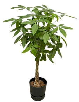 Trendyplants - Pachira Aquatica inklusive elho Greenville Rund schwarz - 160 cm - Ø30cm
