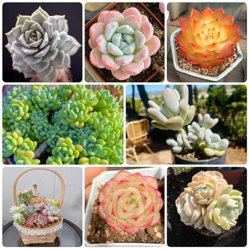 600 pcs fleischfressende samen, dekopflanzen wilder wein winterhart Sukkulenten succulent plants,sukkulente indoor garten zimmerbonsai bonsai winterharte kübelpflanzen dekoration wohnzimmer