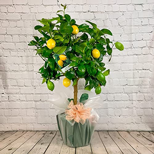 All Occasions Citrus Lemon Tree, Real Live Fruit Plant to Grow in Your Office, Home, Bedroom, Kitchen and Living Room, Perfect for Clean Air, Delivered Next Day Prime