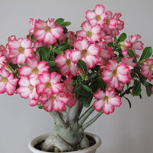 Desert Rose Plant in 12cm Pot, Drought-Tolerant Indoor Succulent, Pink Summer Blooms, 15cm Height