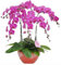 Exotische Blumen Orchid Seeds Cattleya Multicolor Schmetterling Orchidee Bonsai Monoflord Mini Gartenpflanze einfach wachsen 200 PC/bag