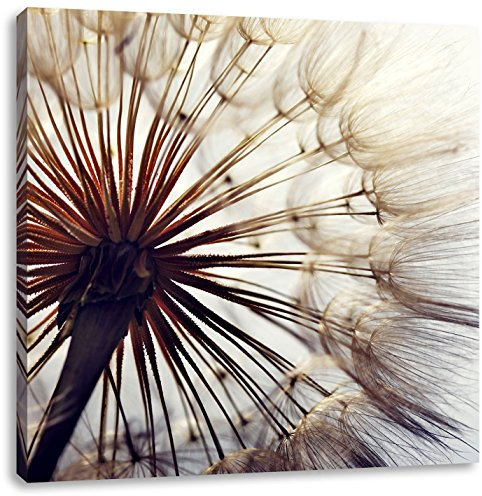 Pixxprint Schöne Pusteblume, Größe: 70x70, Leinwandbild Quadratisch, Wandbild, Kunstdruck, fertig bespannt
