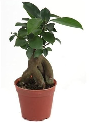 Terrarium Bonsai Ficus microcarpa Ginseng Indoor House Plant in 8cm Pot