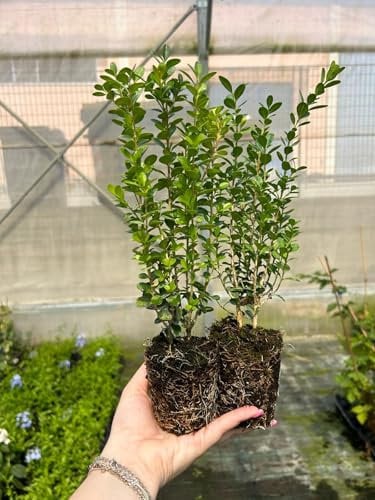 Bosso Buxus microphylla Faulkner pianta da siepe sempreverde in vaso bio ø9 cm FOTO REALE Vivaio di Castelletto