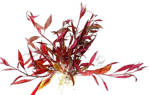 Floratica Alternanthera Rosaefolia Live Aquarium Plants Tropical Fish Tank Shrimp Safe Snail Free (20+ Stems per Bunch)